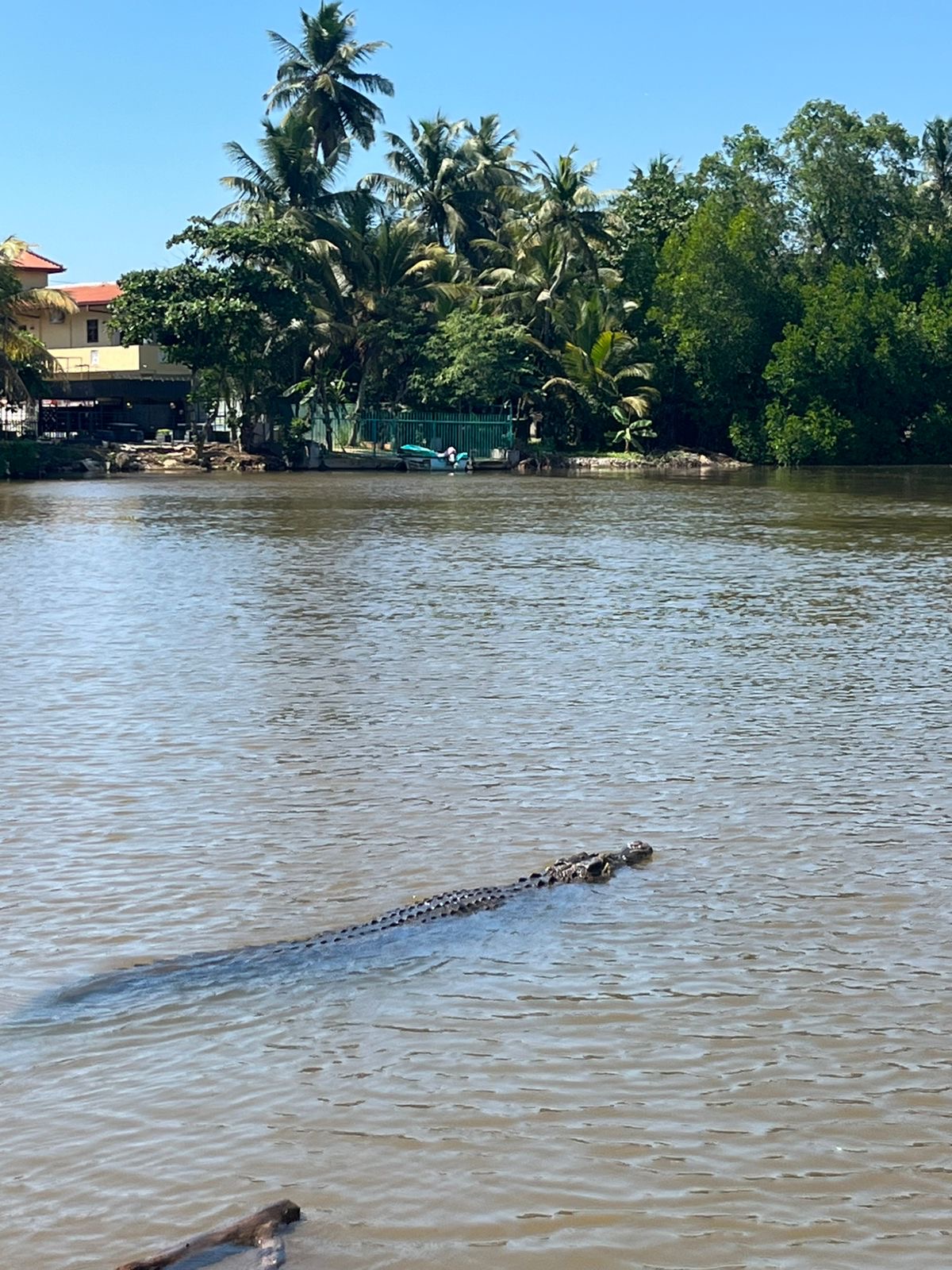 Saltwater crocodile swimming across the Bentota River with palm trees on the far bank