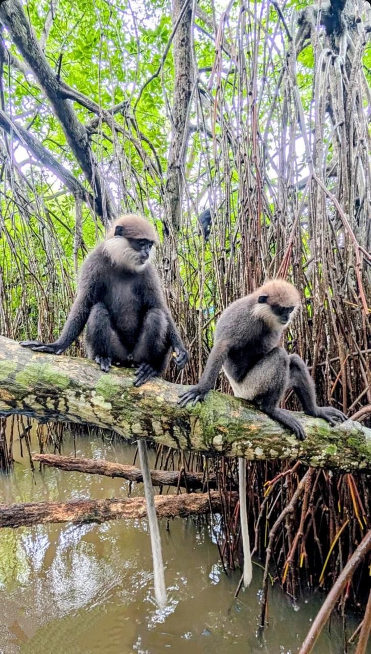 Purple-faced langur sitting on a branch over the water in the mangroves near Bentota River